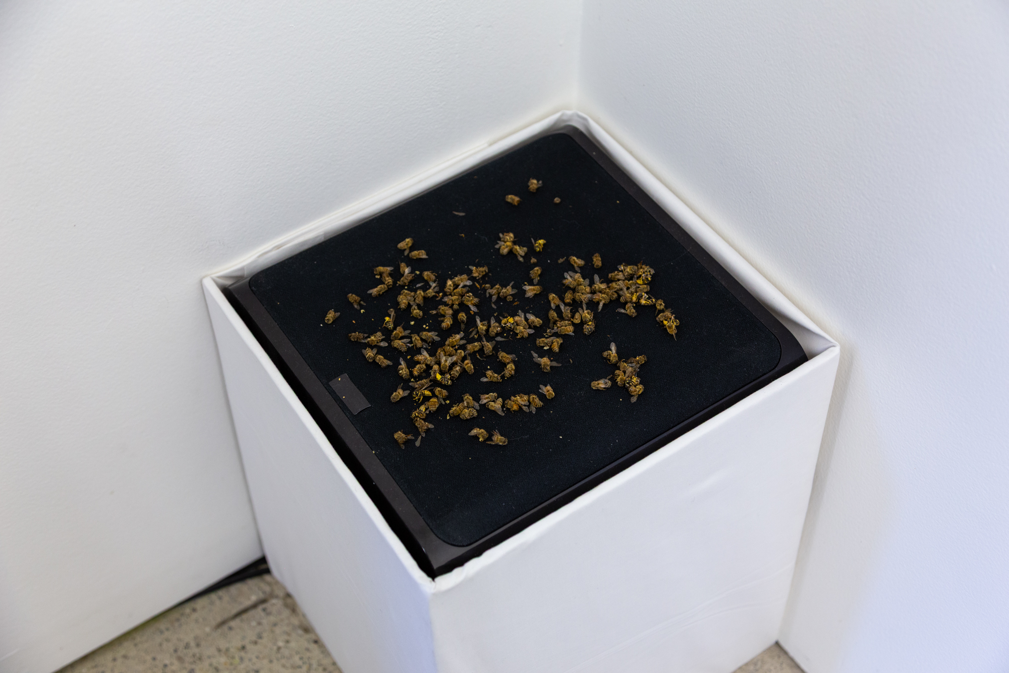 ArtAndEcology.WhatPipeline